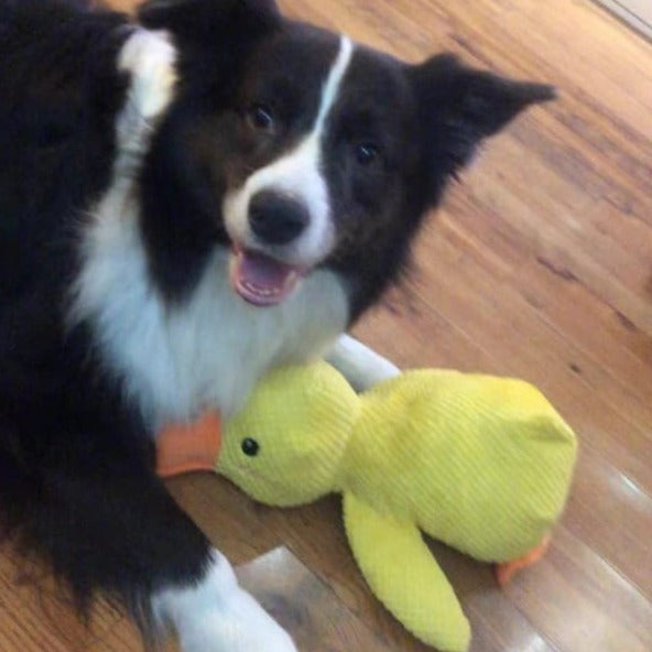 Beruhigendes Enten-Spielzeug für Hunde – Spiel- und Entspannungspartner
