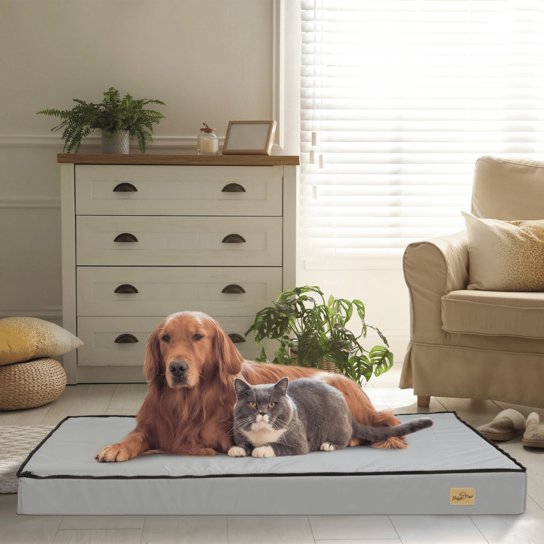 Lit Confort Pour Chien  – Idéal Pour Le Repos Et La Récupération